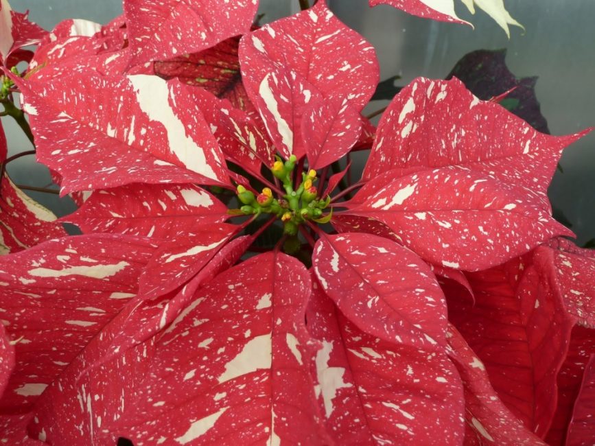 Sonora en fleurs avec des taches jaune clair