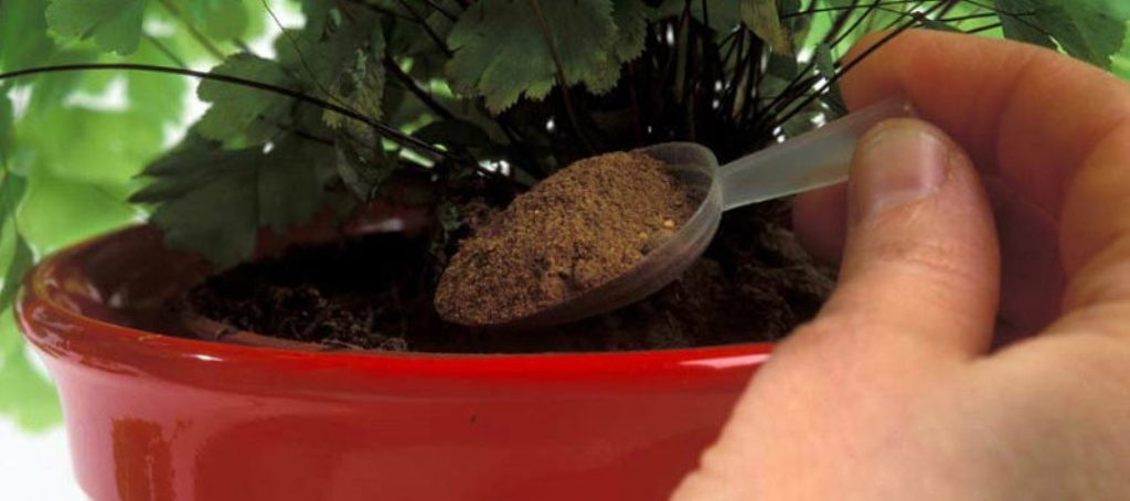 engrais pour fuchsia