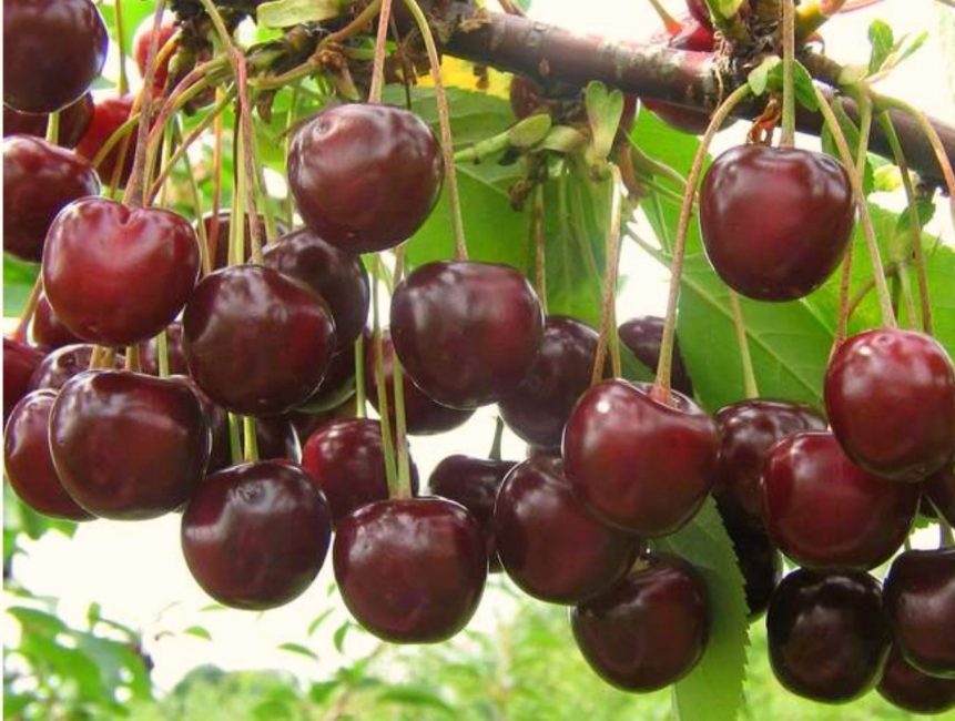 Cerise Vladimirskaïa