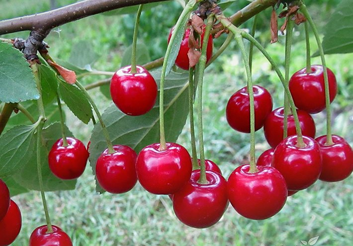 Dessert aux cerises Volga