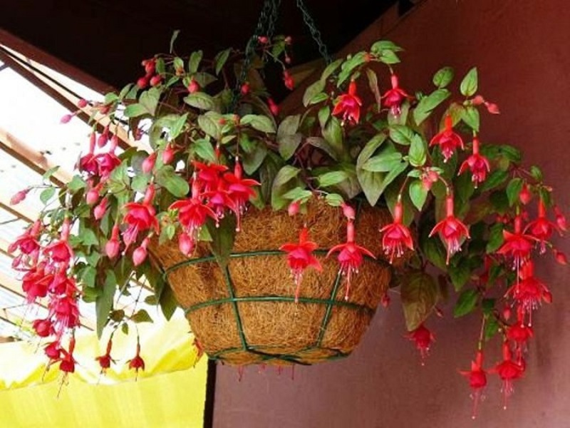 fuchsia en pot