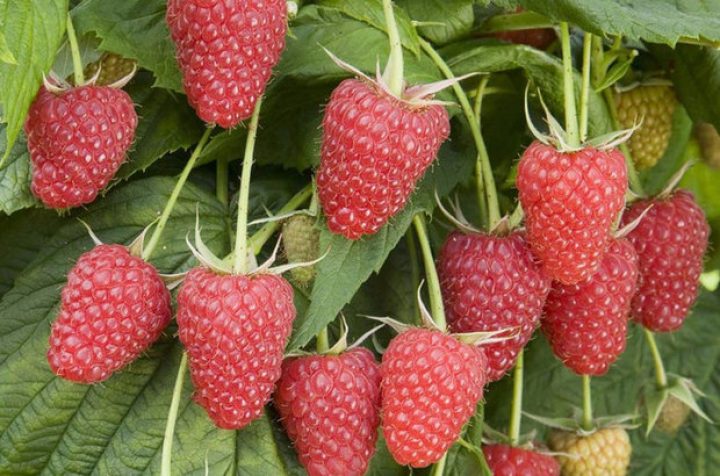 grade Fierté de la Russie