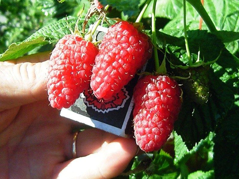 variété Beauté de la Russie