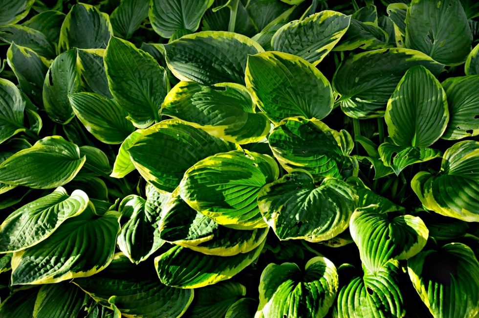 Hosta et fougère décoreront un coin ombragé