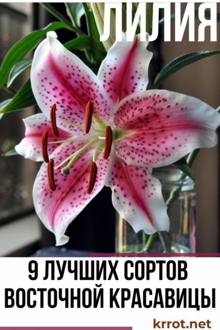 photo et description du lys