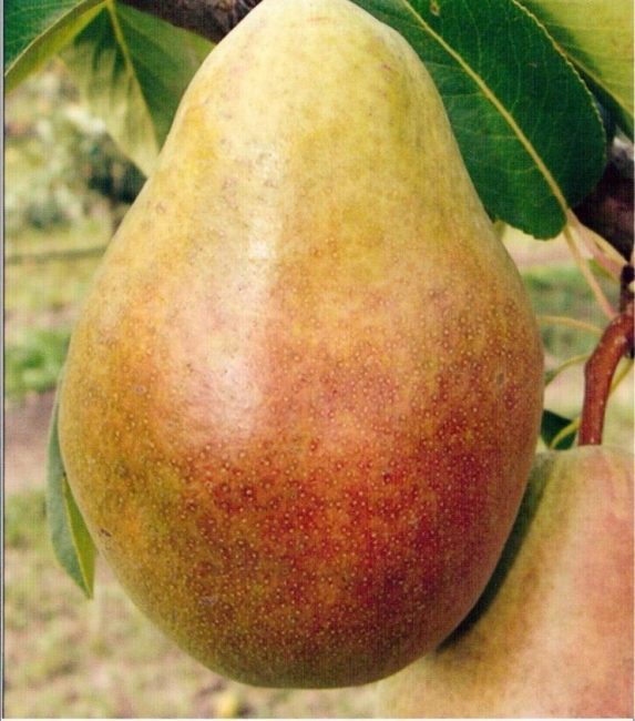 poire maria