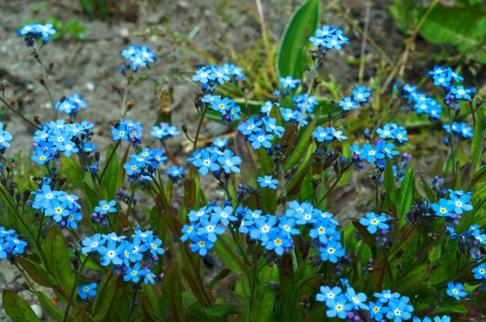 fleurs de myosotis