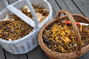 Récolter des champignons pour l