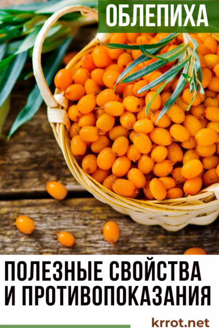 l'argousier ses propriétés et contre-indications