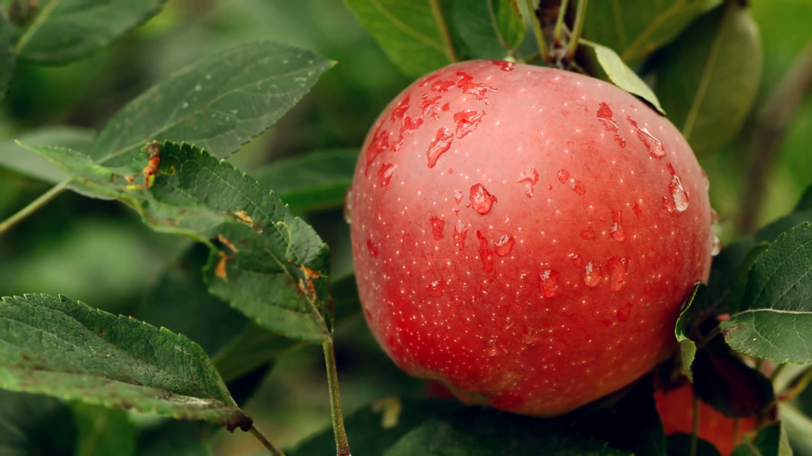 Pommier Welsey riche