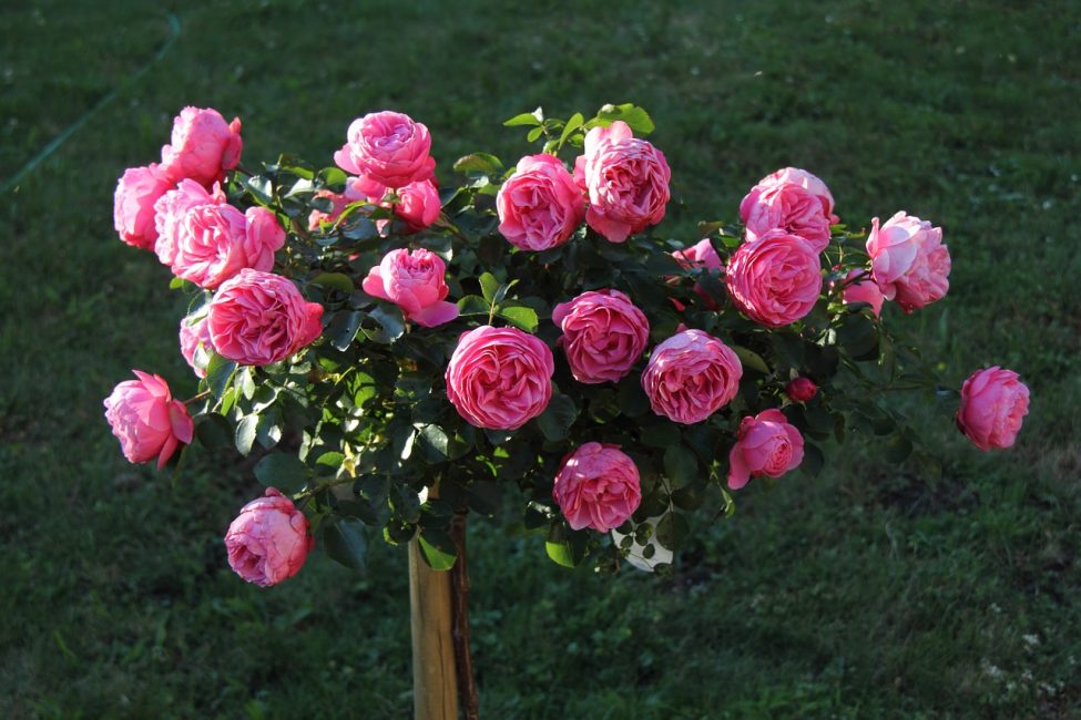 Buisson de roses roses