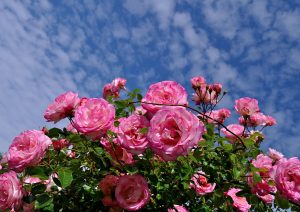 Comment faire pousser des roses dans votre jardin: plantation et entretien - une courte encyclopédie pour les jardiniers débutants (170 Photos)