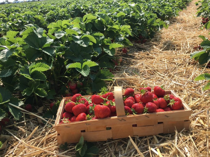 fraises cultivées sur paille
