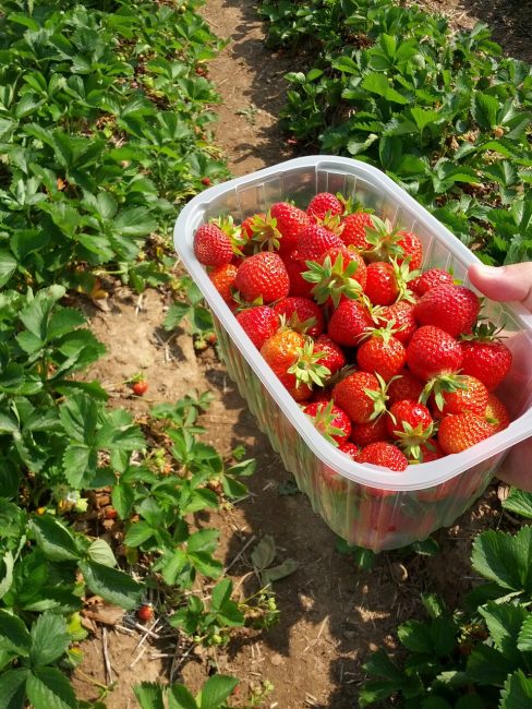 fraises dans un récipient en plastique après assemblage