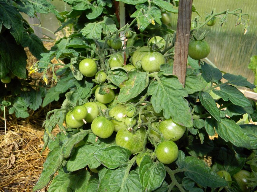 tomates vertes sur un buisson