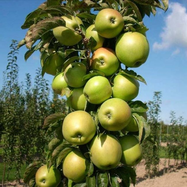 Président de colonne