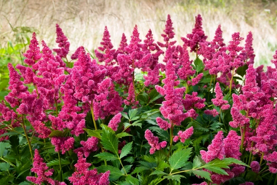 fleur d'astilbe
