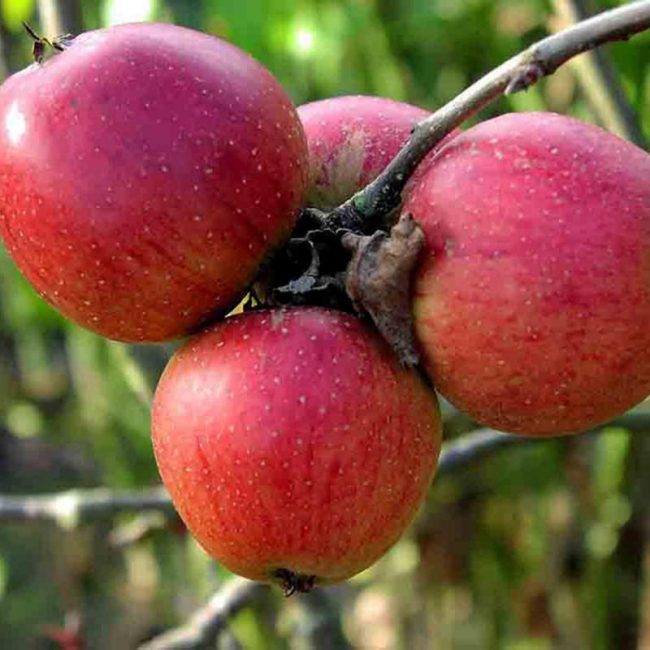 Pommier Berkutovskoïe