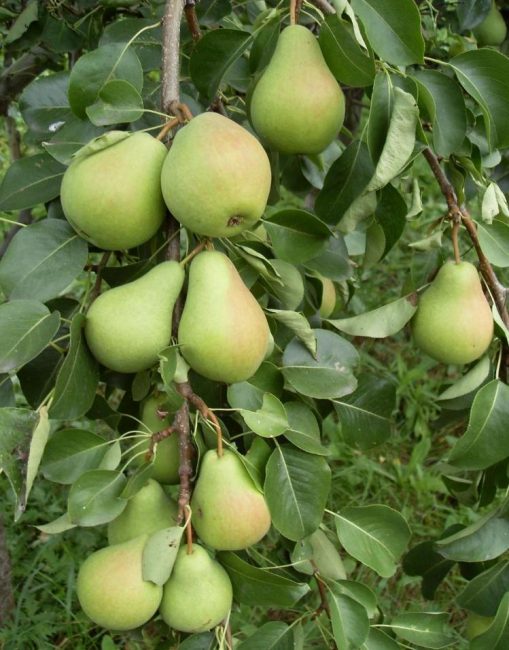 Poire de beauté forestière