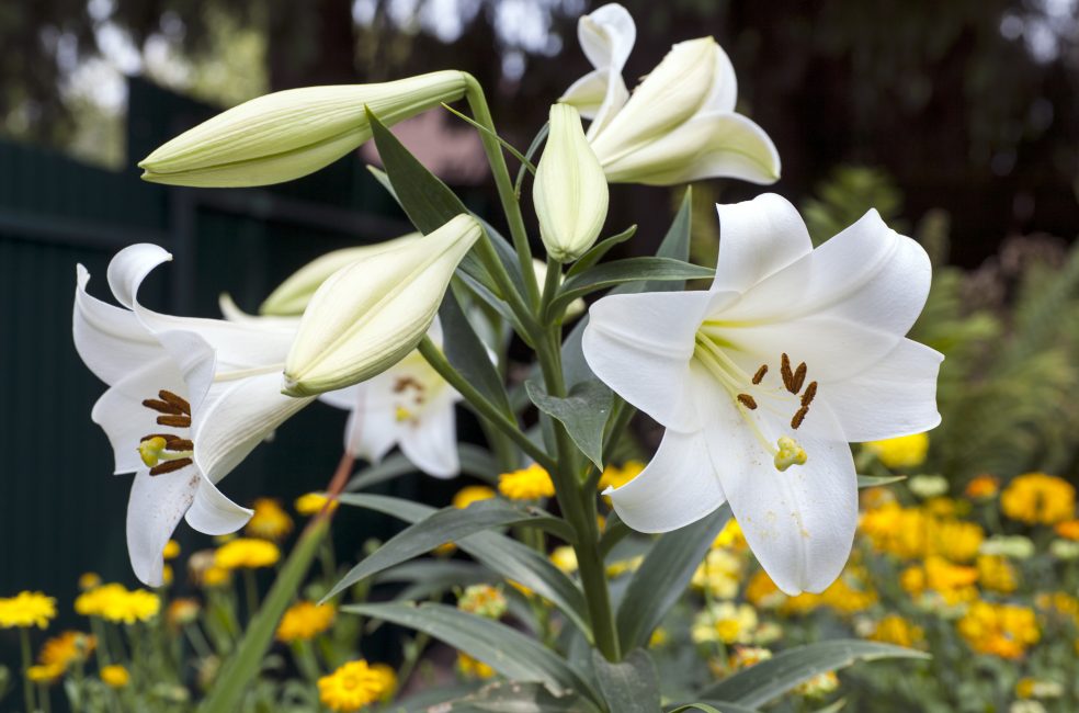 Lys blanc (Lilium L.)