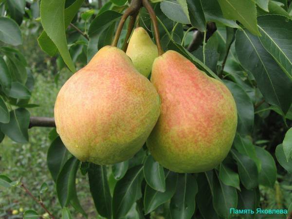 À la mémoire de la poire Yakovlev