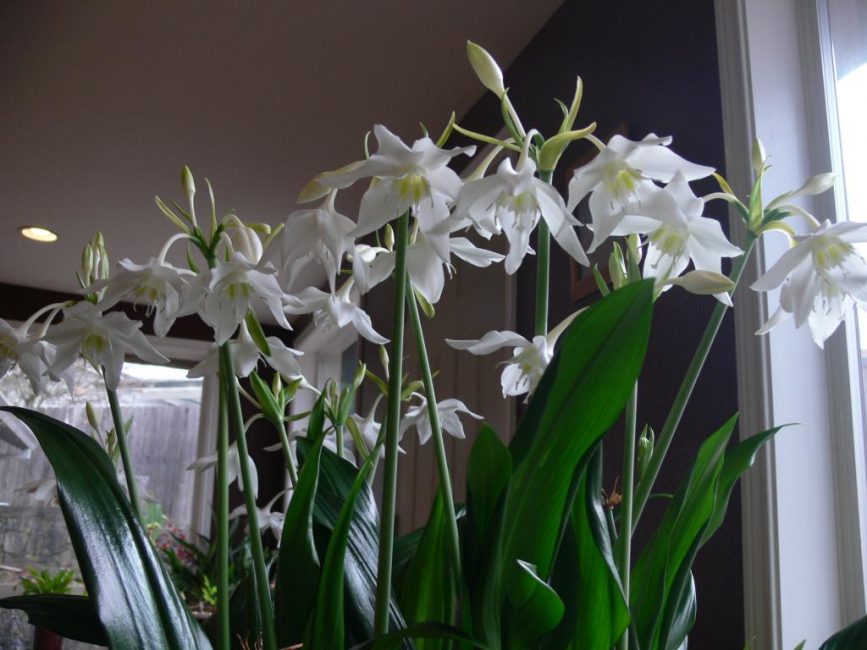 Eucharis - lis d'intérieur