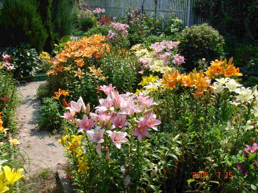 Plate-bande de lys de différentes couleurs