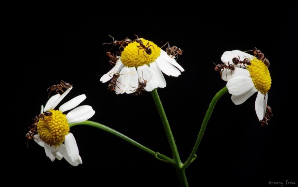 fourmis sur marguerites