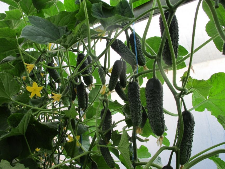 Variété de concombre directeur F1