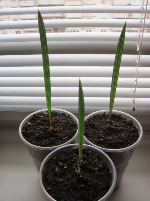 Jeunes plants de palmier dattier