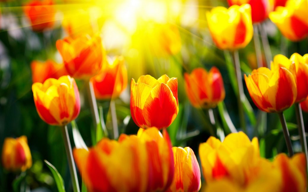 tulipes au soleil