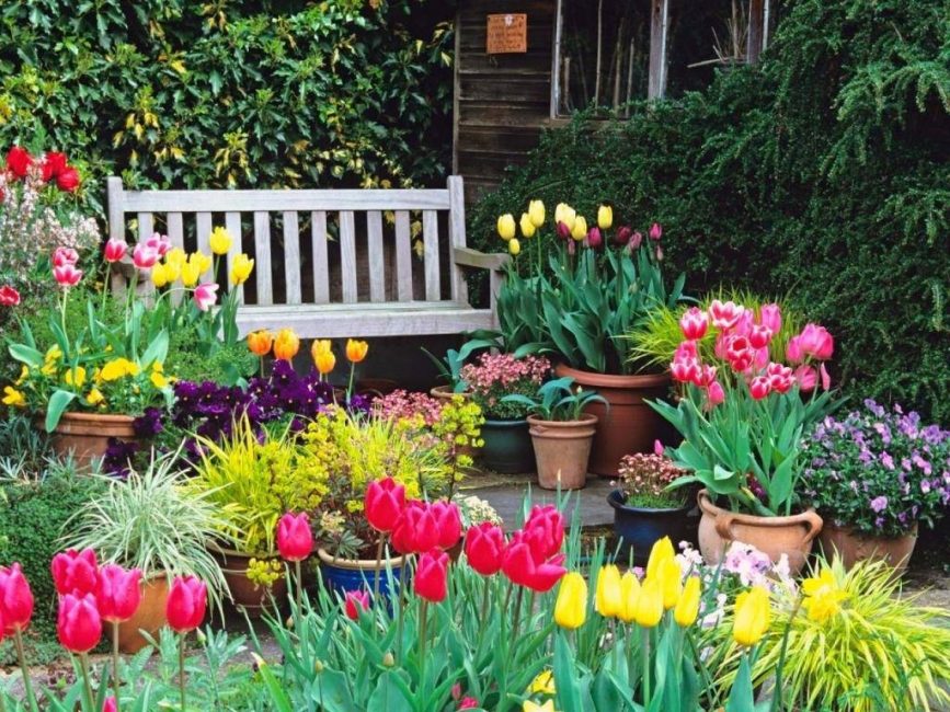 tulipes qui poussent dans le jardin