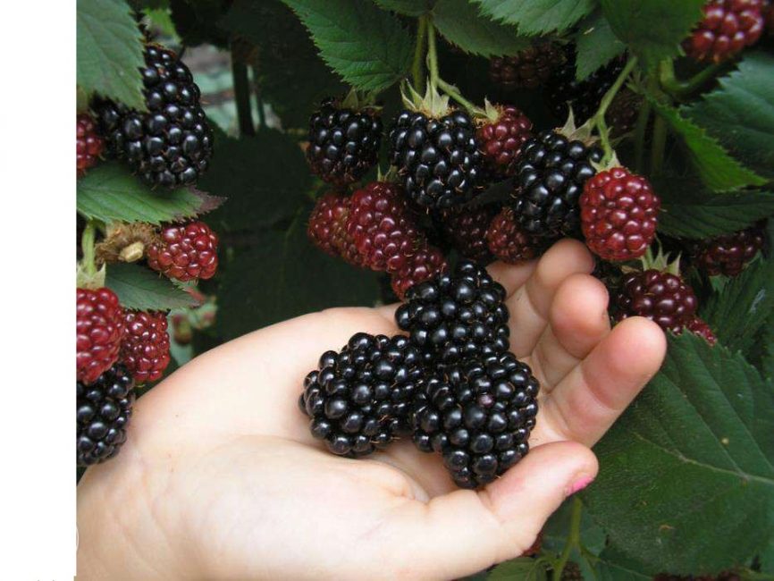 Variété de mûre sans épines