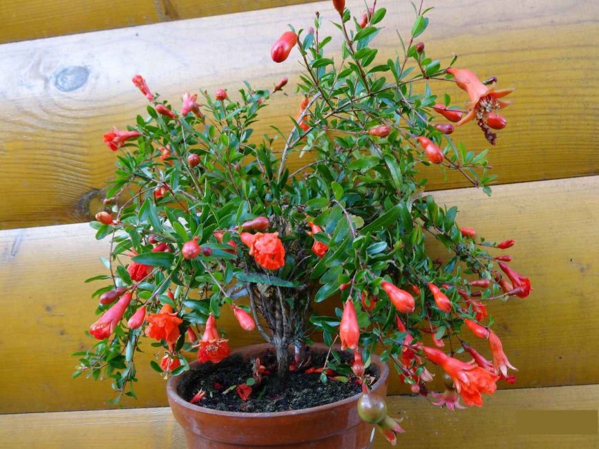 variété de grenade bébé