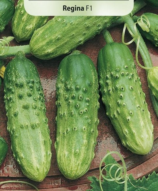Variété de concombre Regina F1
