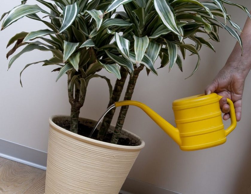 arroser un palmier avec un arrosoir