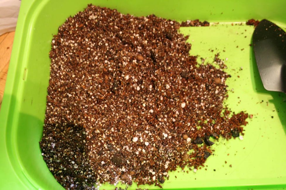 Vue approximative du substrat pour les cactus