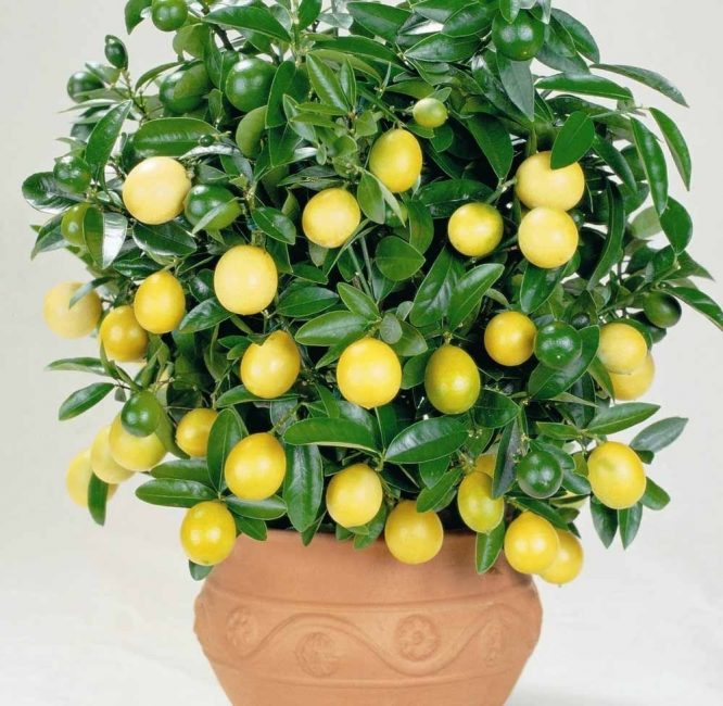 citronnier d'intérieur