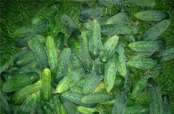 Variété Zyatek de concombres