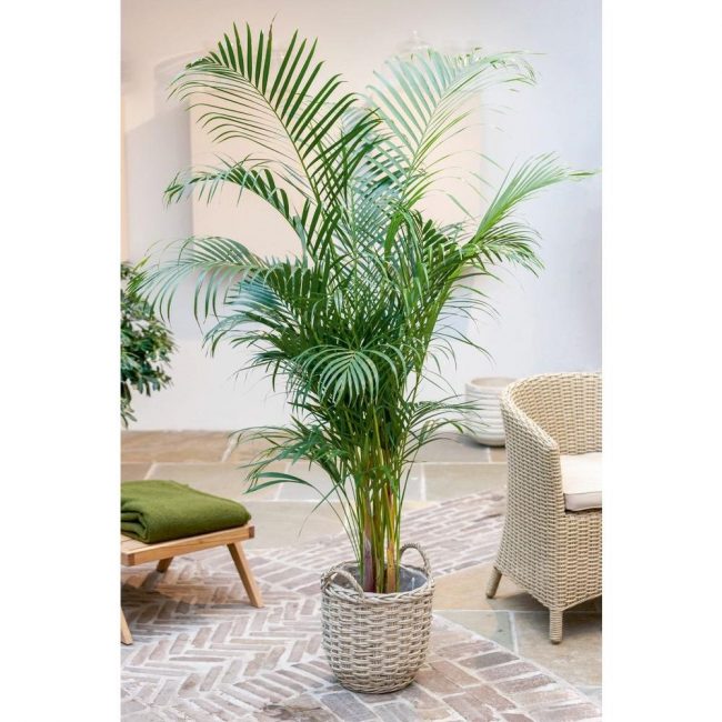 palmier dattier à la lumière