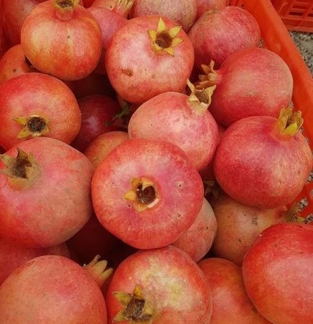 variété de grenade Ouzbékistan