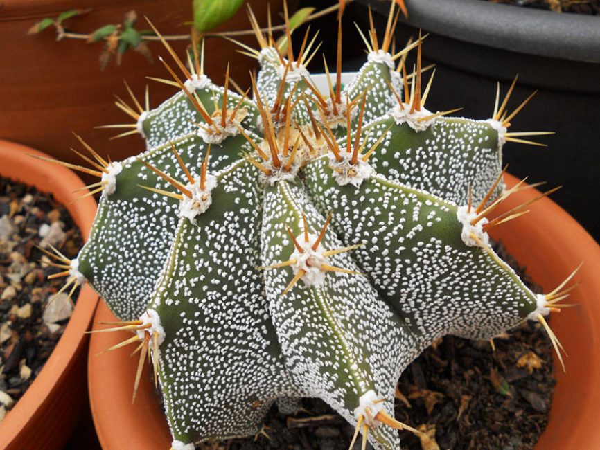 cactus astrophytum