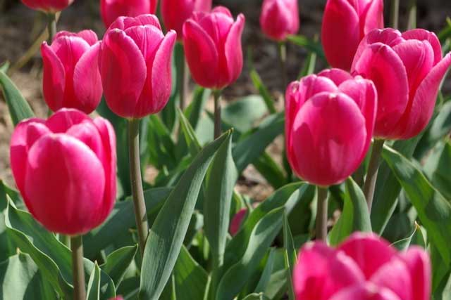 Merveille de Noël Tulipe