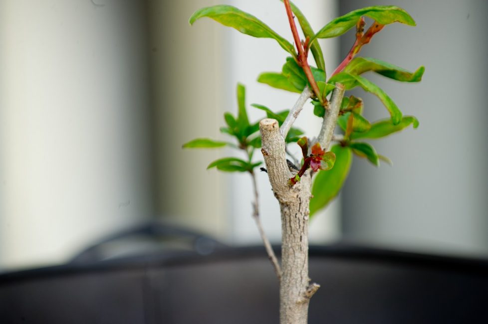 taille des jeunes grenades