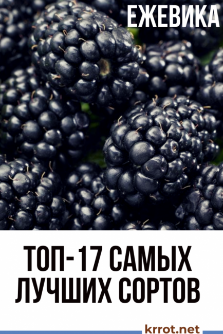 description des variétés de mûres