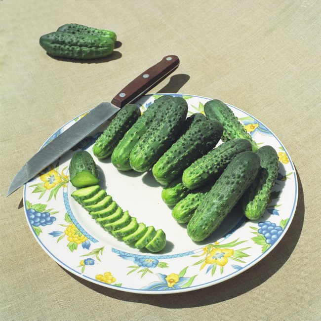 Alliance F1 variété de concombres