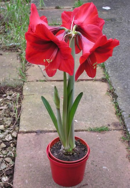 Hippeastrum dans un pot de la bonne taille.