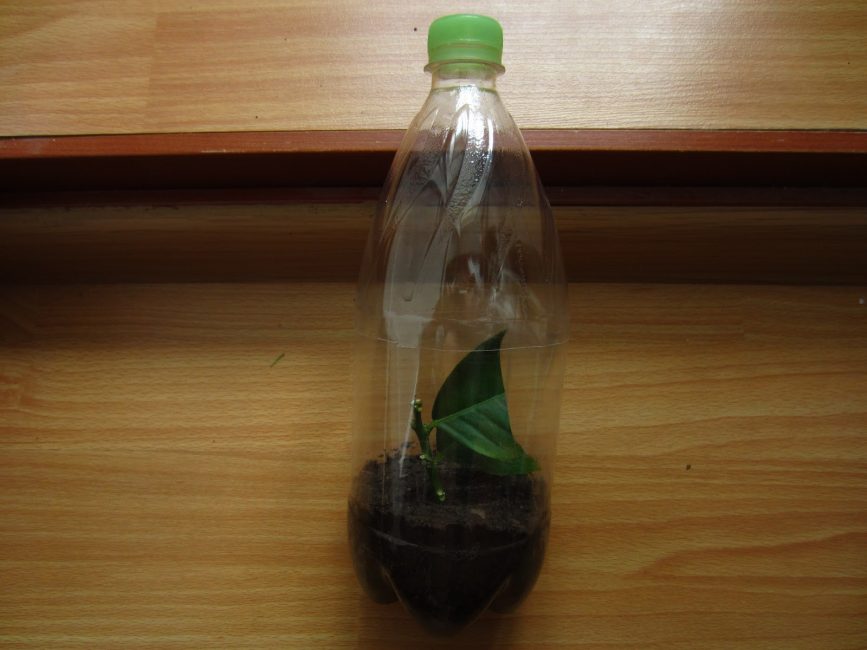 tige de citron dans l'aubergine