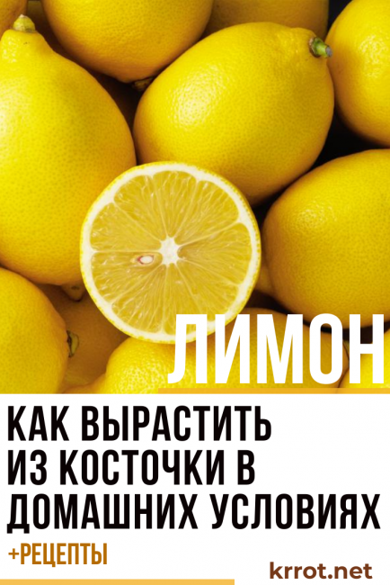 Faire pousser un citron à partir d'une graine