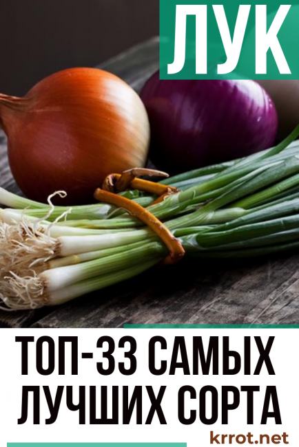 description de la variété d'oignons critiques de photos